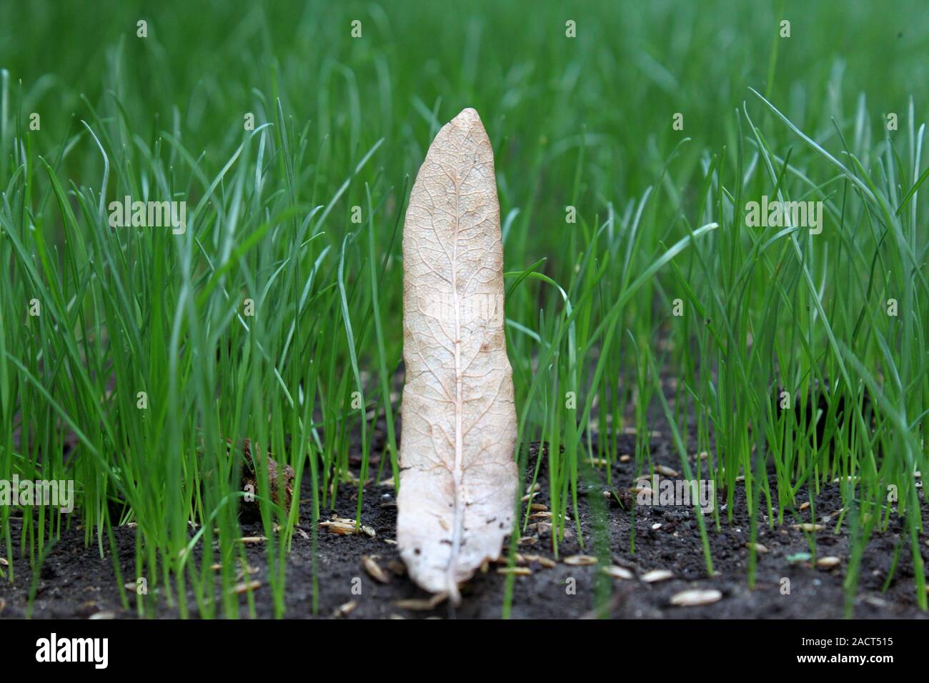 Dead leaf on background of young grasses. Stock Photo