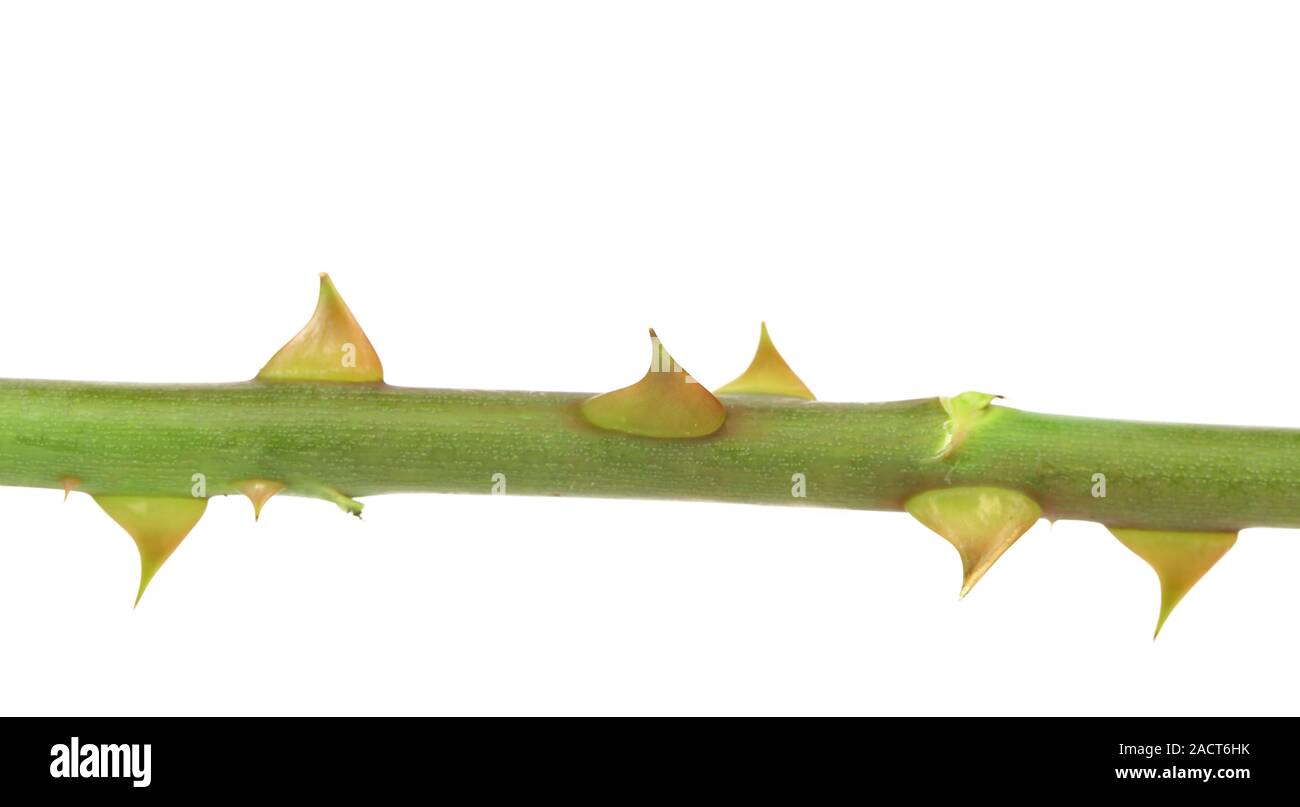 Rose thorn pain hires stock photography and images Alamy
