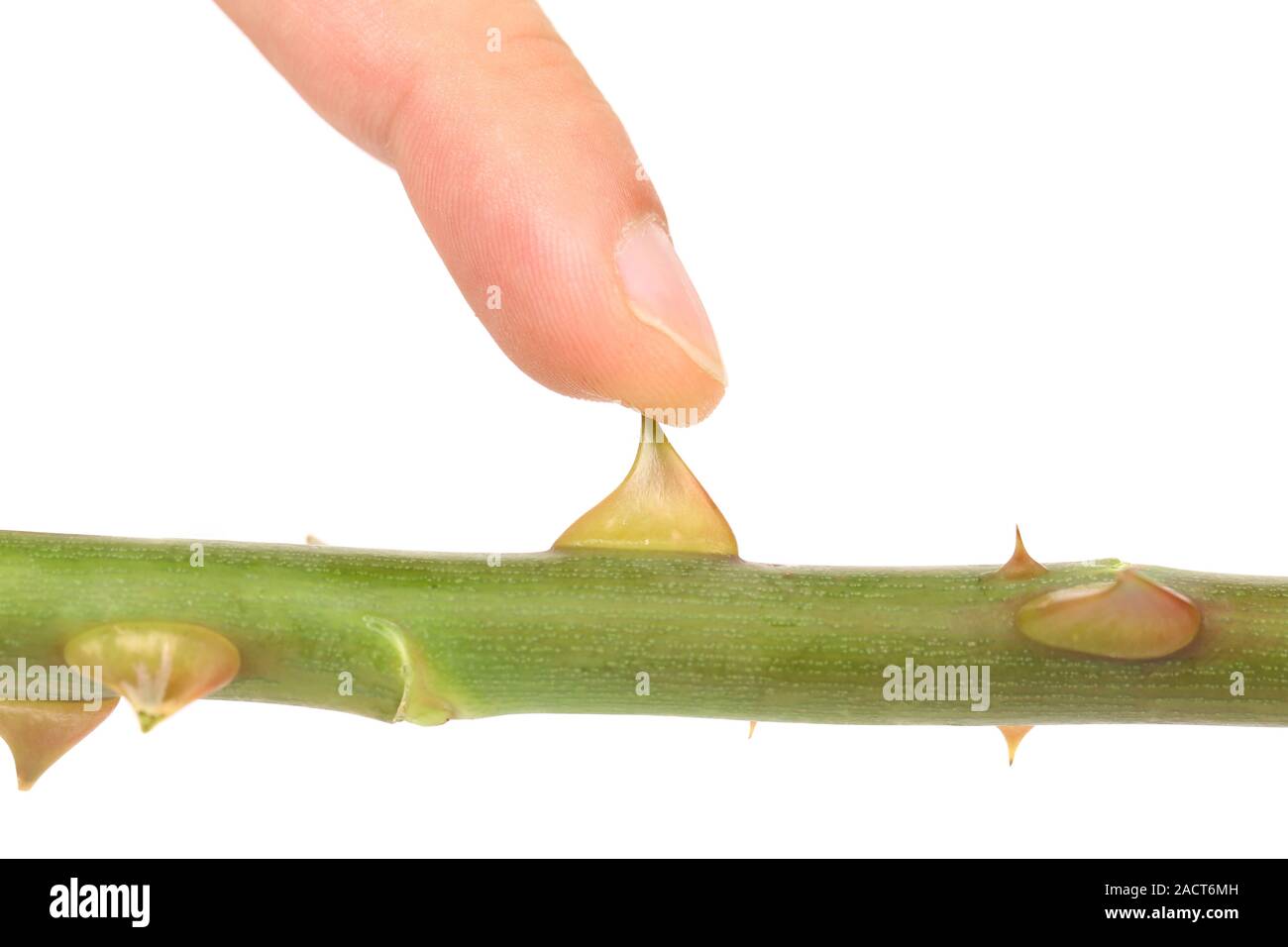 Finger touchs Rose thorn Stock Photo Alamy