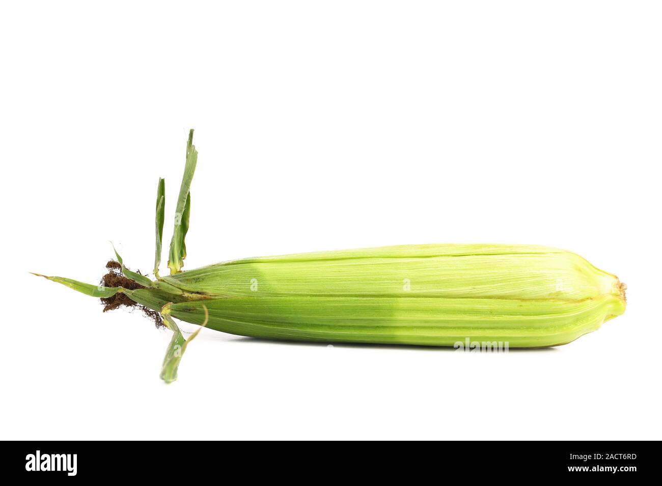 Closed corncob isolated on white background Stock Photo