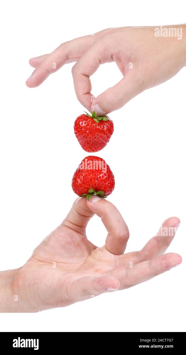 Up and down hands holds a strawberry. Stock Photo