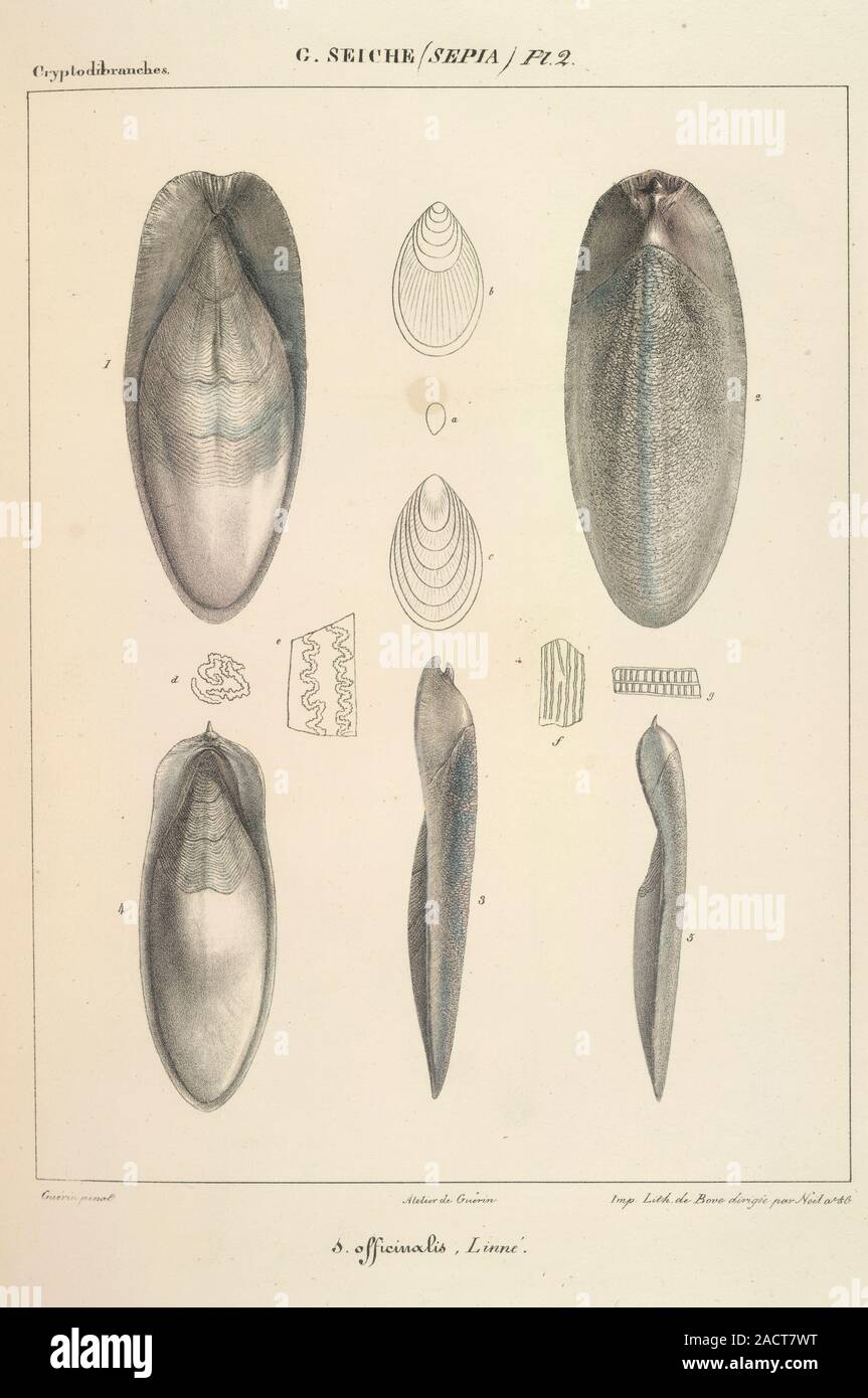 molluscs-image-taken-from-histoire-naturelle-generale-et-particuliere