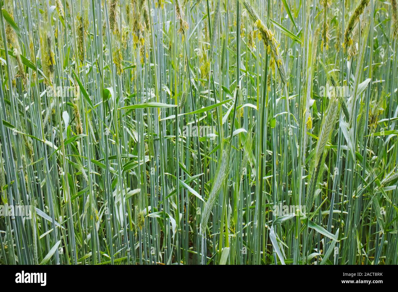 Young wheat crops on an agricultural field in spring. Stock Photo