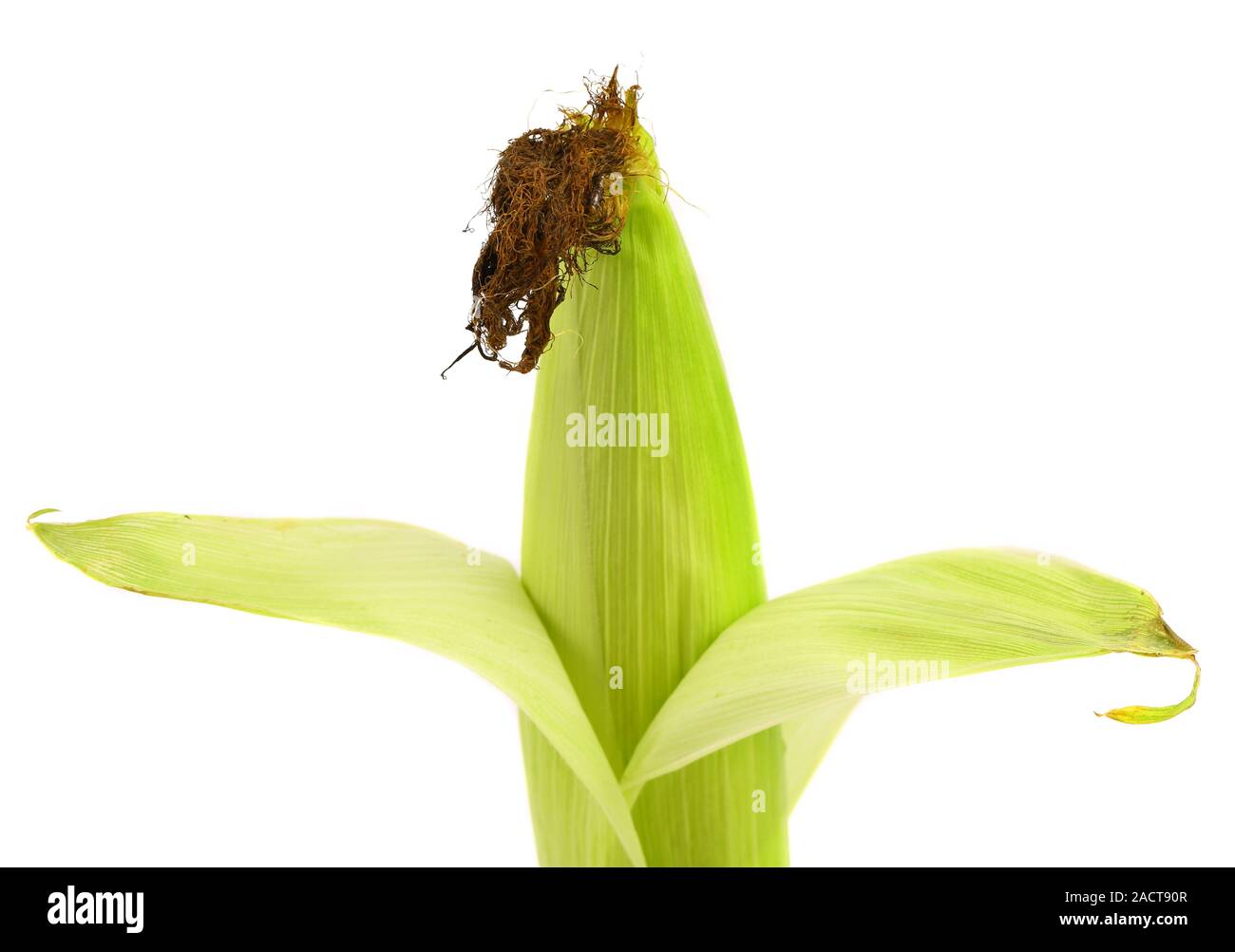 Top closed corncob. Stock Photo