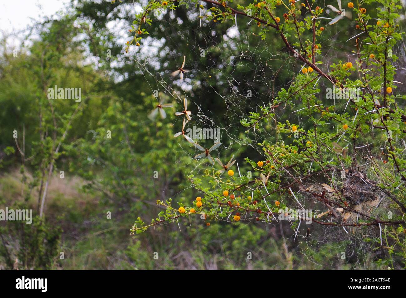 Winged flying termites flutter around a spider's web and the thorns of a south african acacia shrub (Vachellia karroo). Seen in Krüger National Park, South Africa. Stock Photo