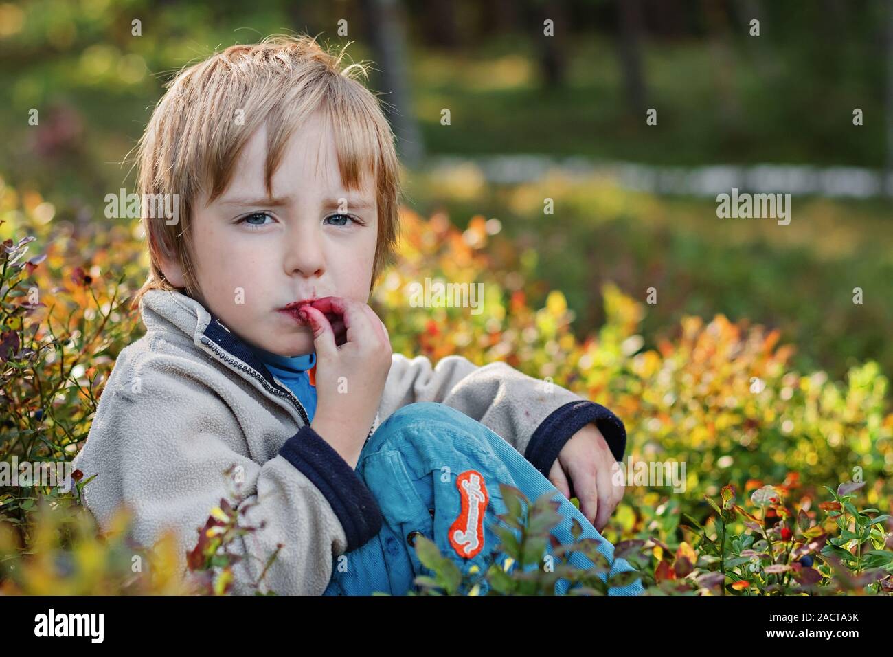 Boy picking bilberries in a forest. Bilberry, Vaccinium myrtillus, Wild European Blueberry, Whortleberry Stock Photo