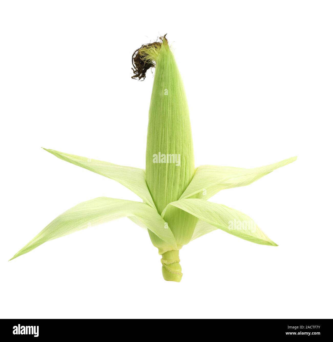 Top of closed corncob. Stock Photo
