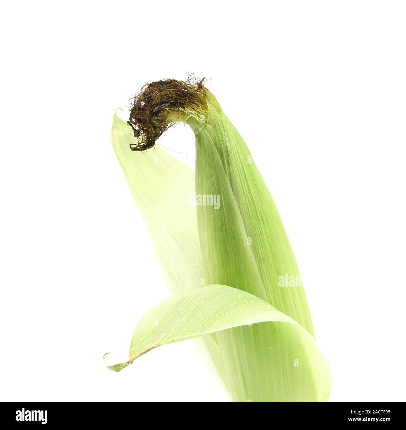 Top closed corncob. Stock Photo