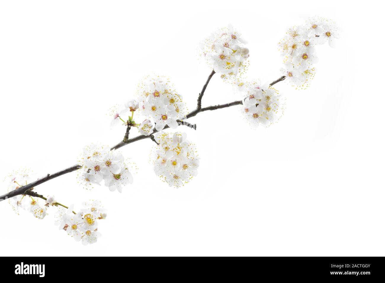 blackthorn, Prunus spinosa Stock Photo