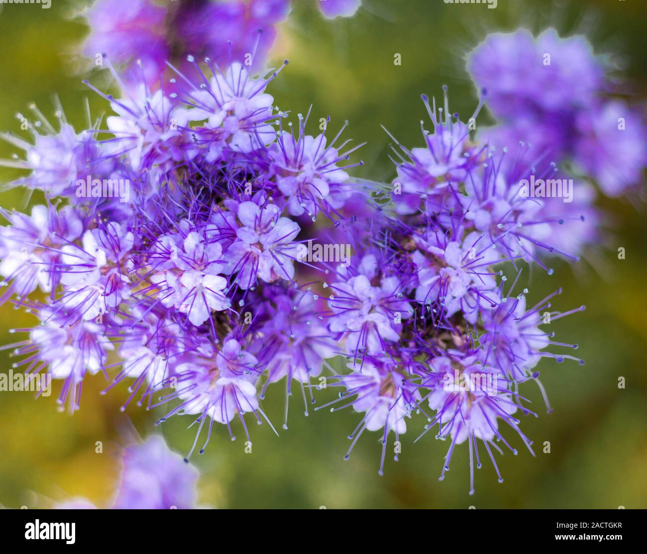 flower lacy phacelia Stock Photo