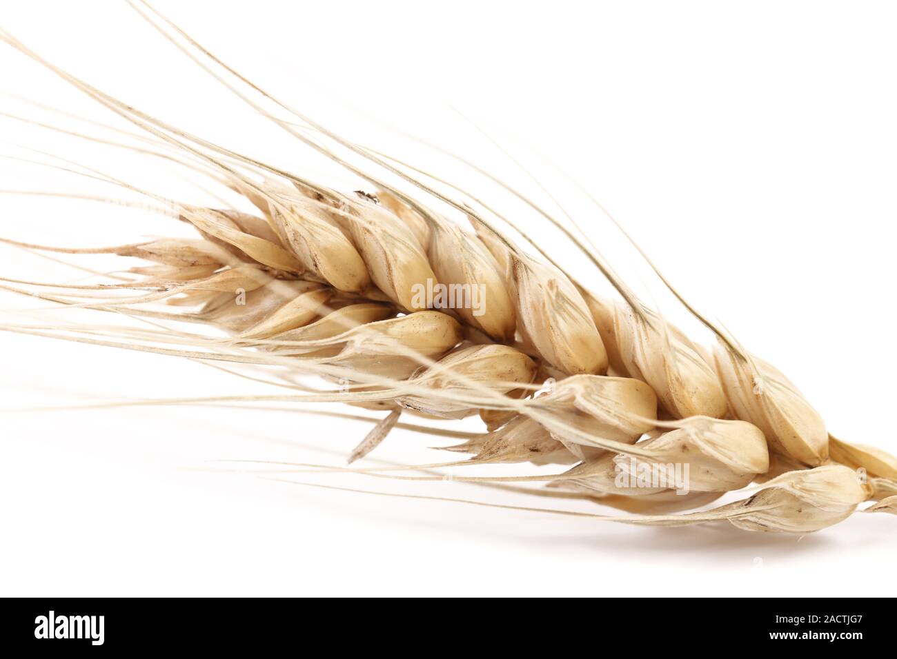 Close up fresh ear hi-res stock photography and images - Alamy