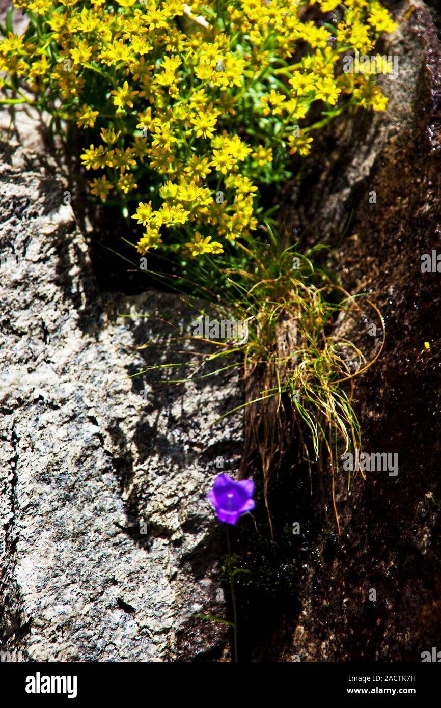 Wildflowers and mountains hi-res stock photography and images - Alamy