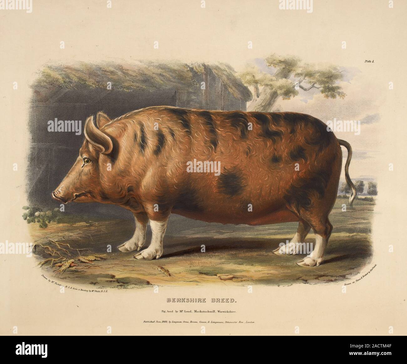 Berkshire breed from Breeds of the Domestic Animals. Author David Low, Illustrated by William Nicholson. Stock Photo