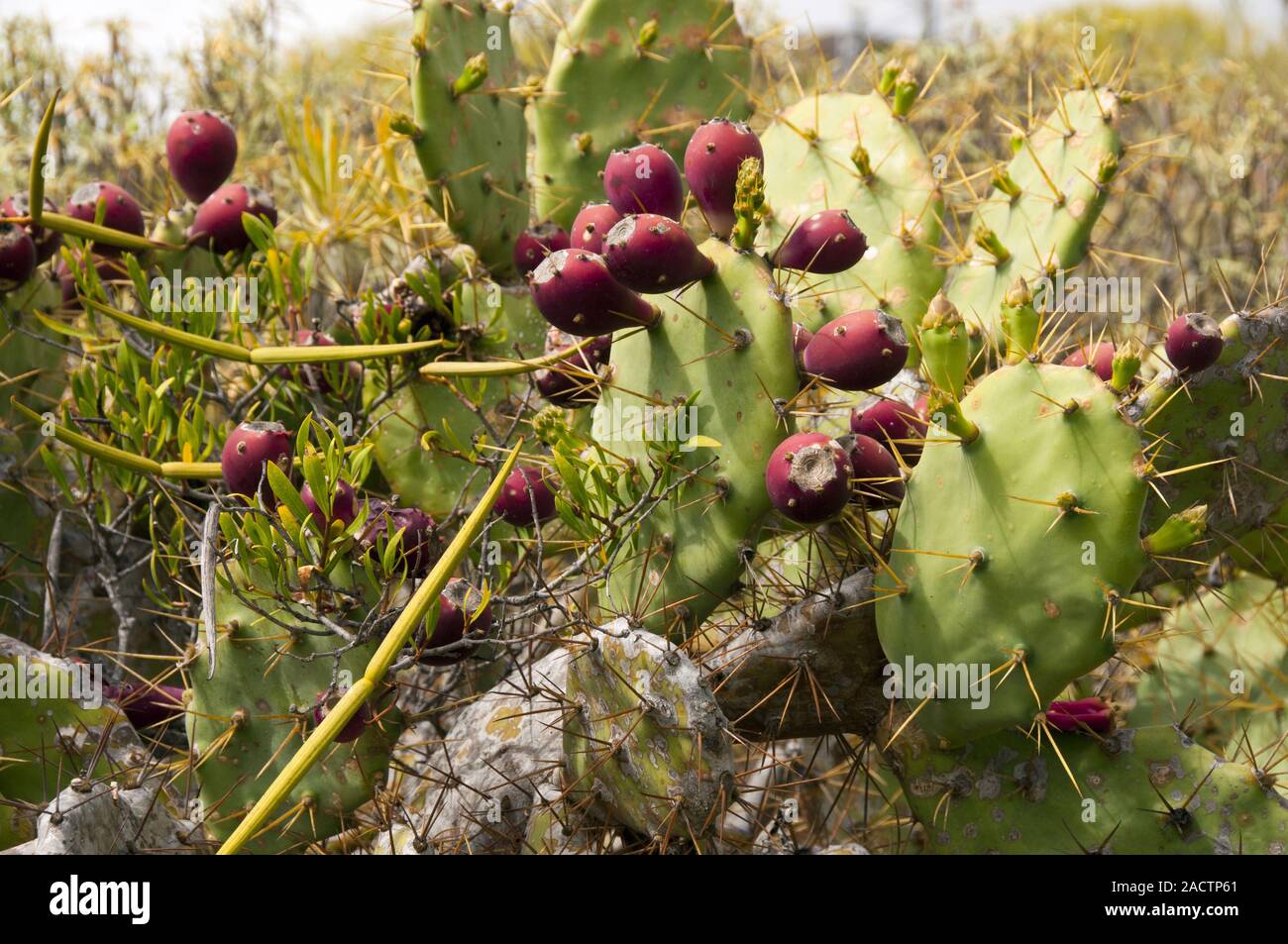 Prickly pear (Opuntia ficus-indica) with fruits Stock Photo