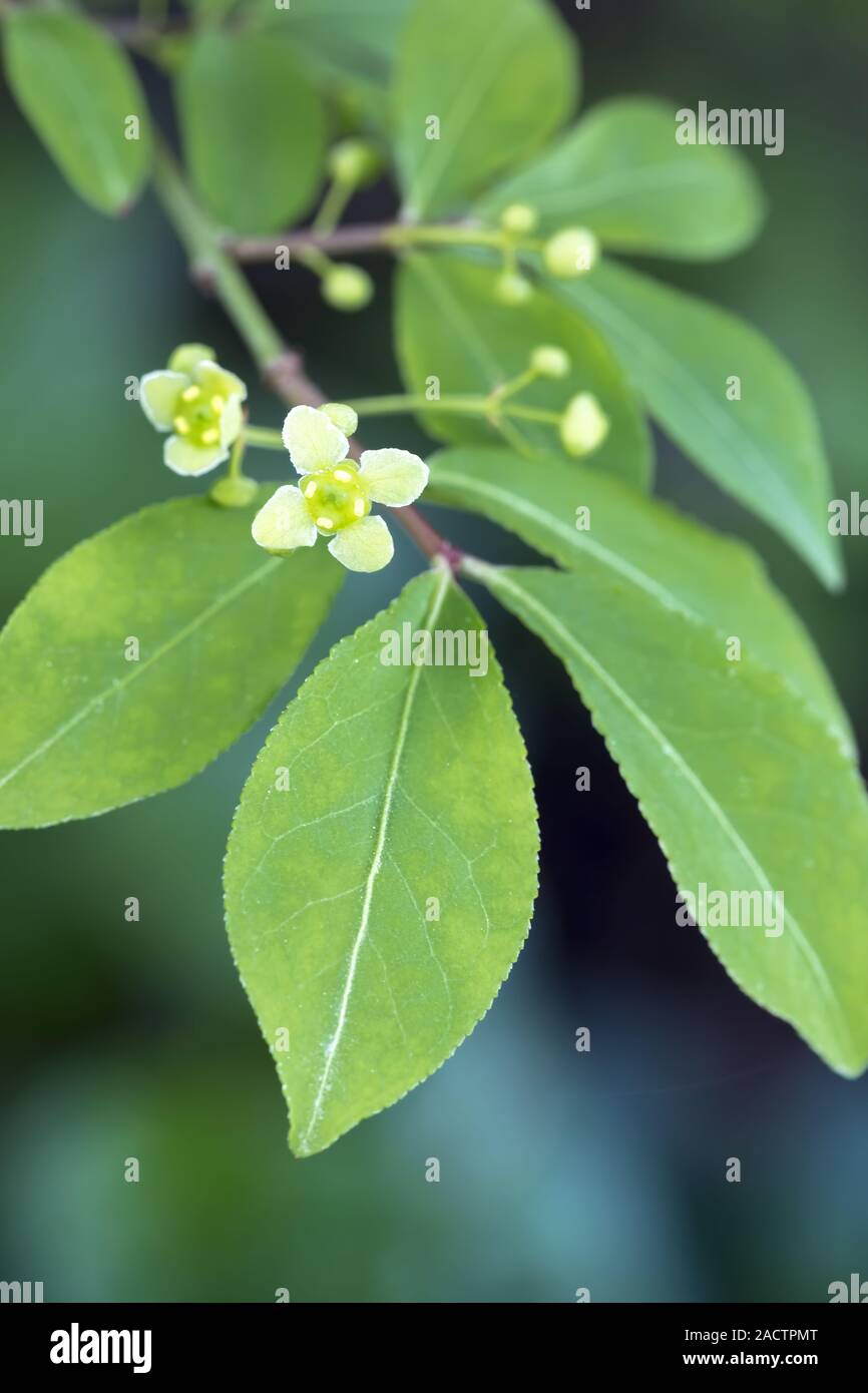 burning bush, Euonymus alatus, flower Stock Photo - Alamy