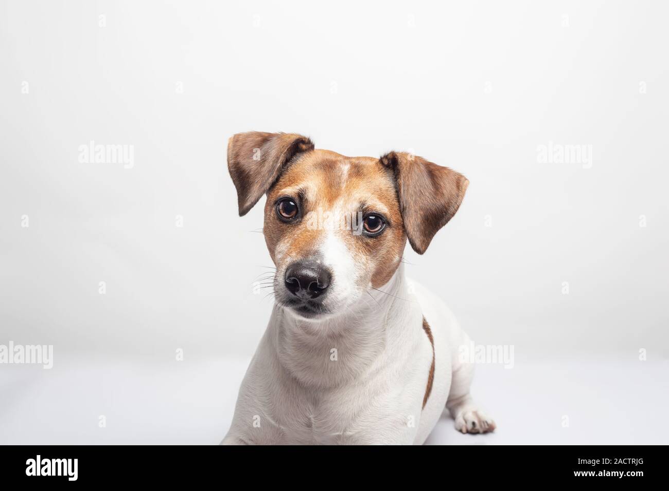 Portrait of dog breed Jack Russell Terrier lying on white background ...