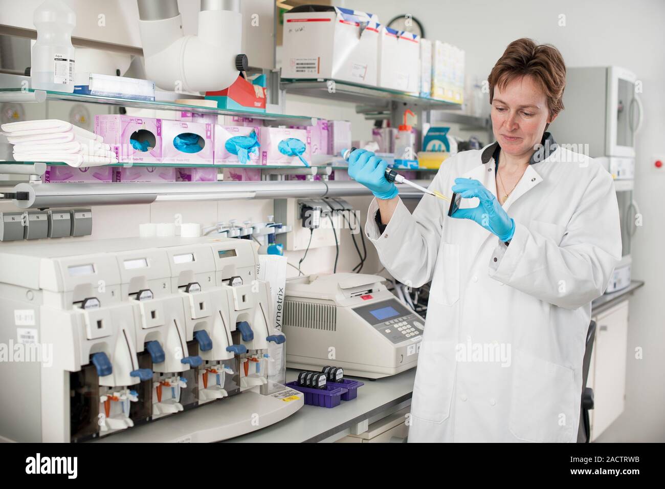 Genetic microarray preparation. Analyst pipetting a prepared DNA (deoxyribonucleic acid) sample onto a gene chip or microarray. This device is used wi Stock Photo