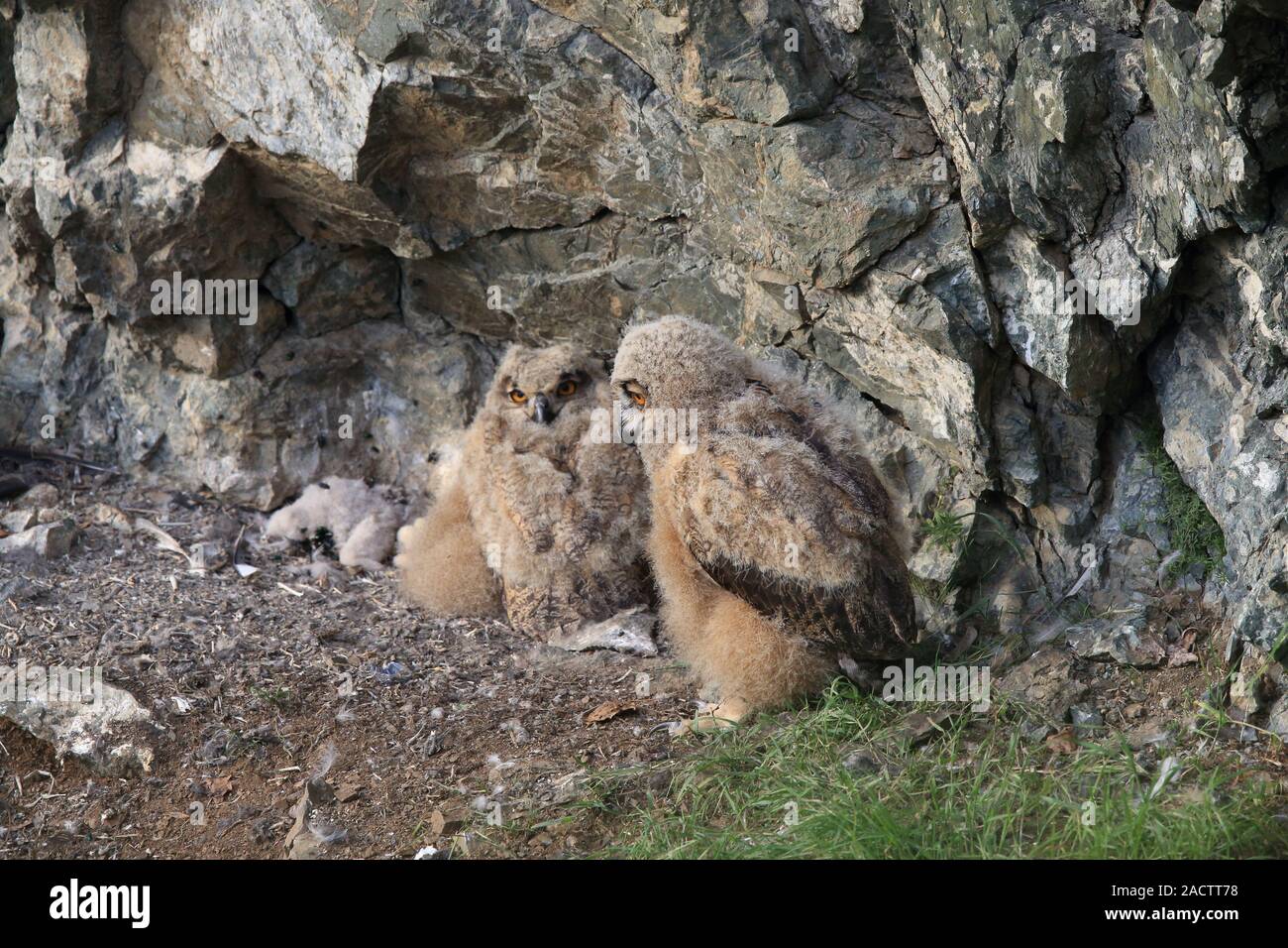 young eagle owls at the nest Stock Photo