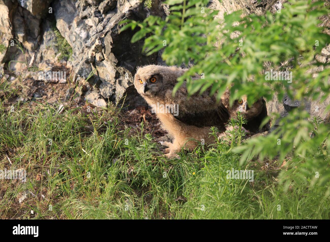 young eagle owl at the nest Stock Photo