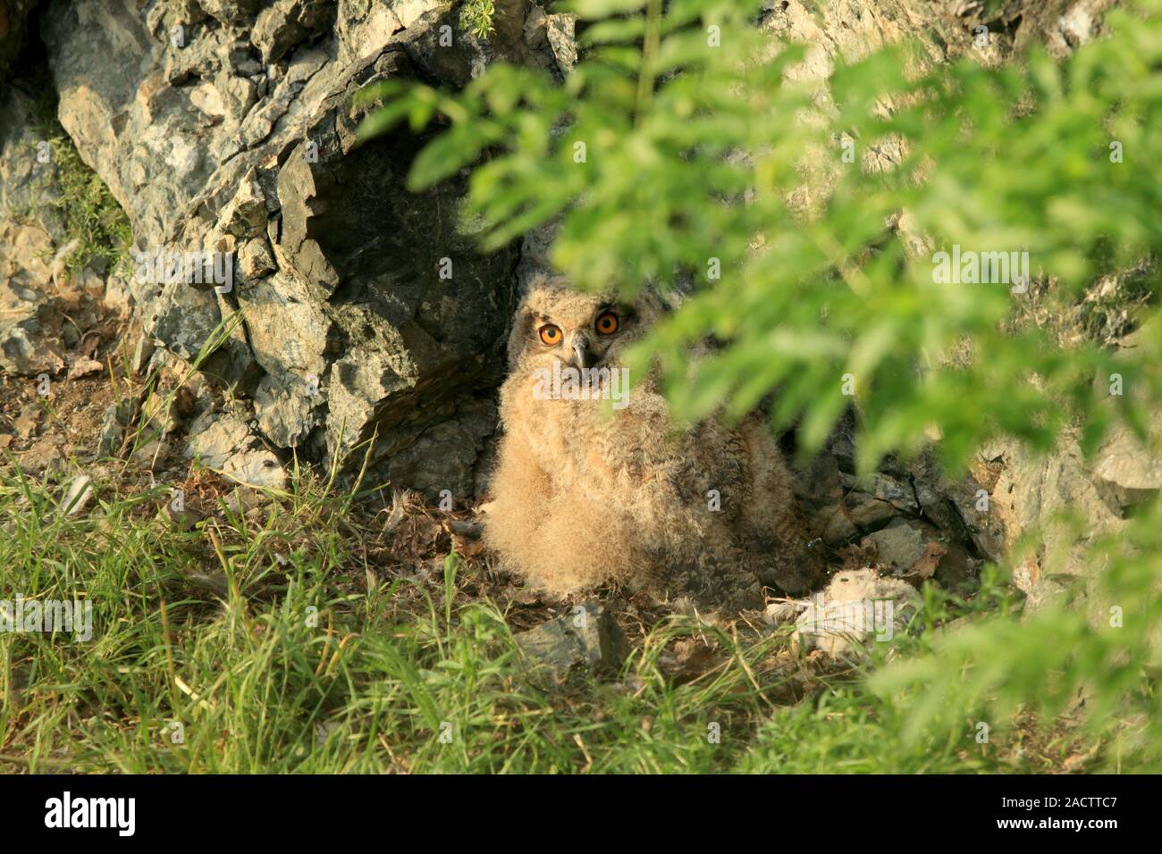 young eagle owl at the nest Stock Photo