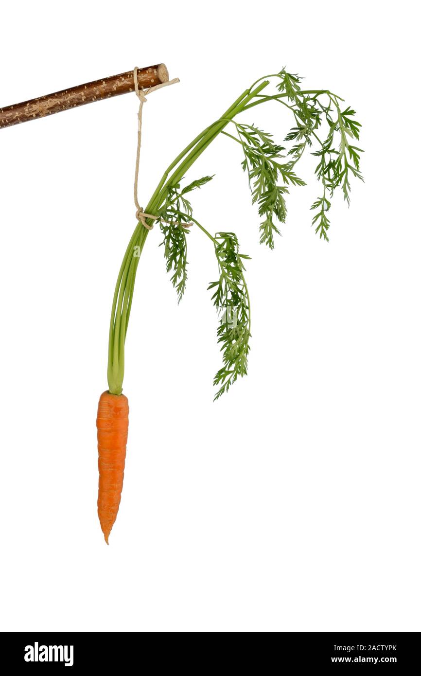 Fresh carrots on stick Stock Photo Alamy