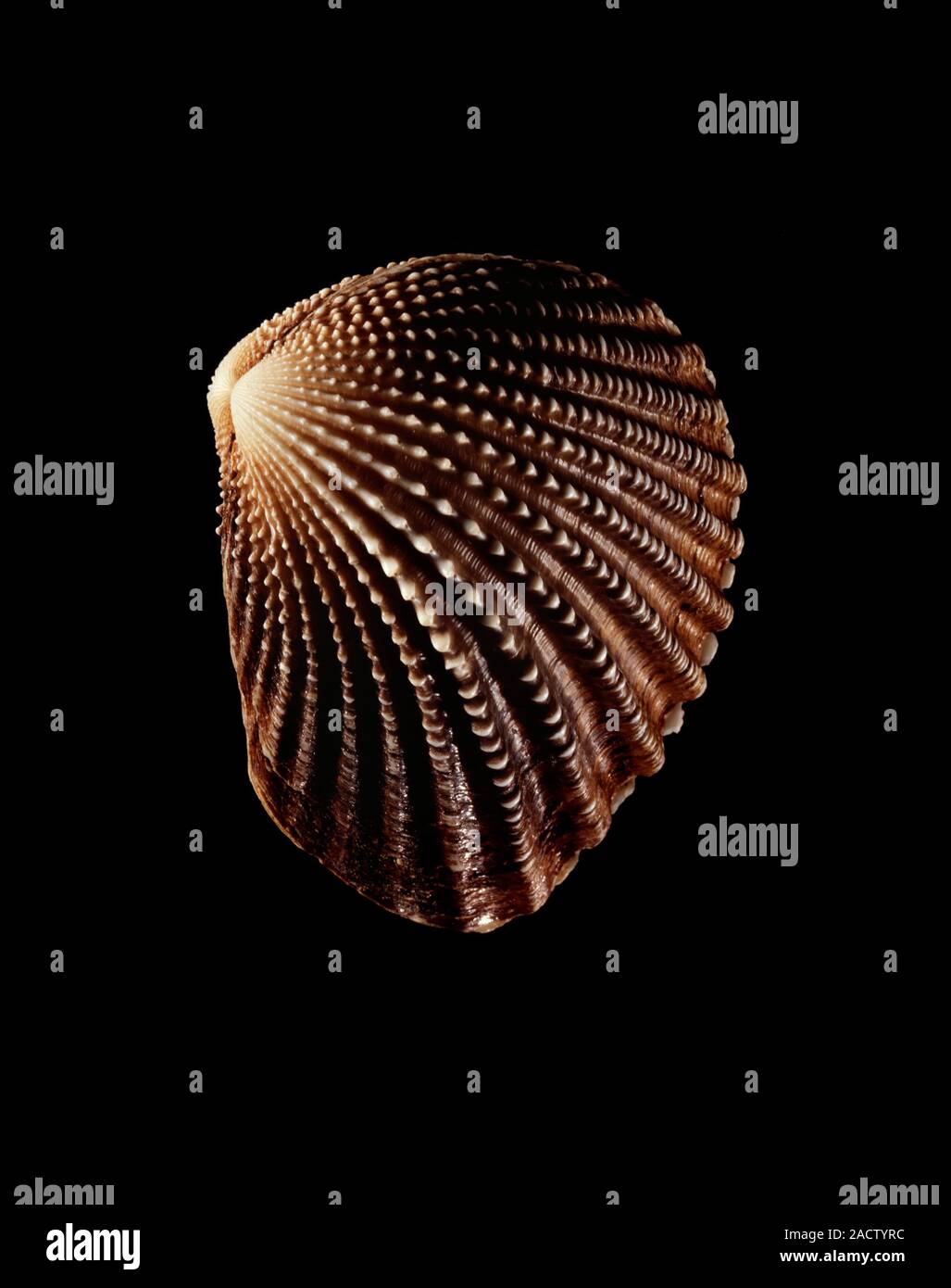 Bivalve mollusc shell. Shell of a Neotrigonia margaritacea marine ...