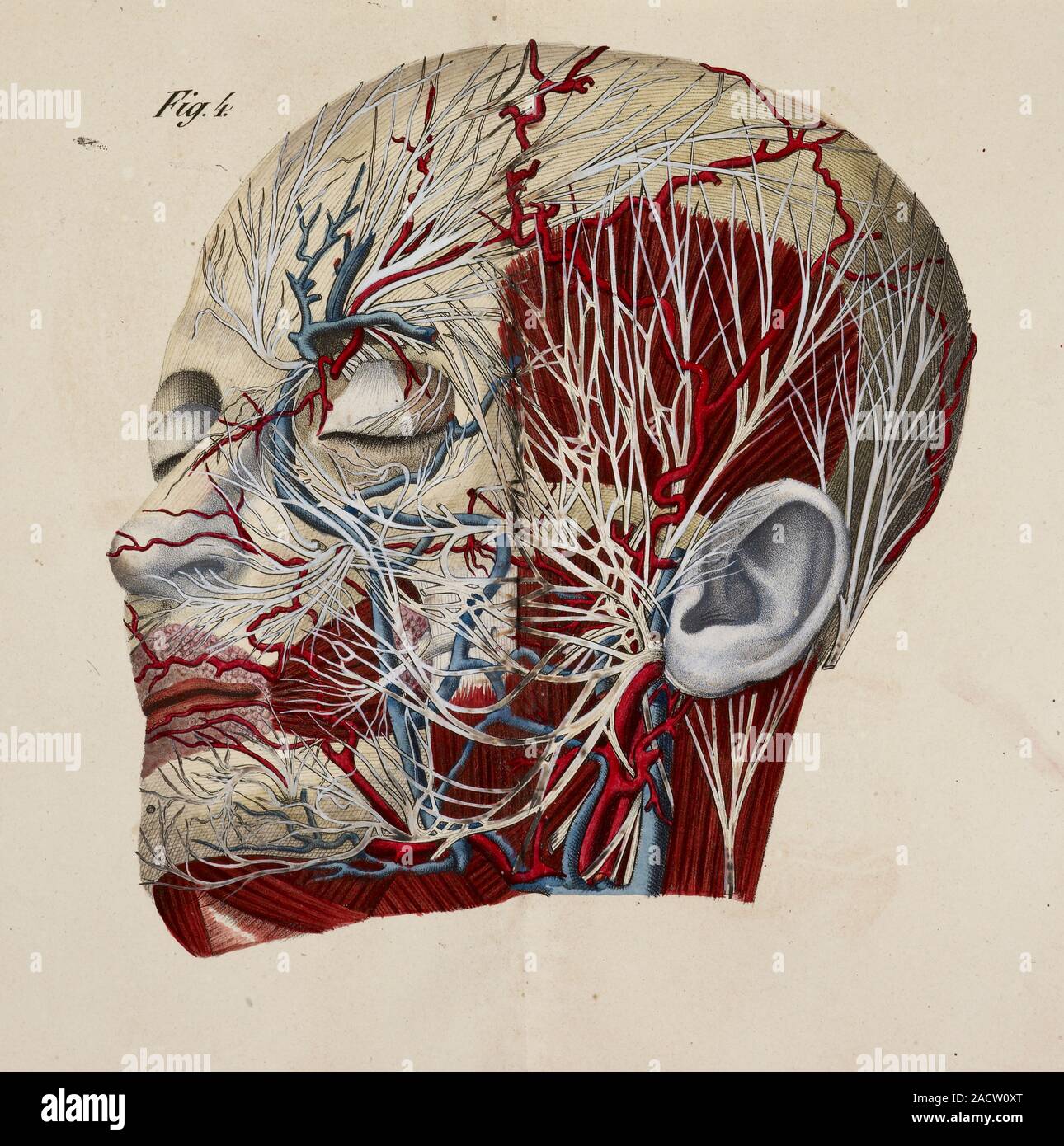 Anatomical drawing a Face a Head and Skull. Muscular system.Circulatory  system. Nerves, Anatomical print of the human body with natural dimensions.  Fa Stock Photo - Alamy, image size:1290x1390