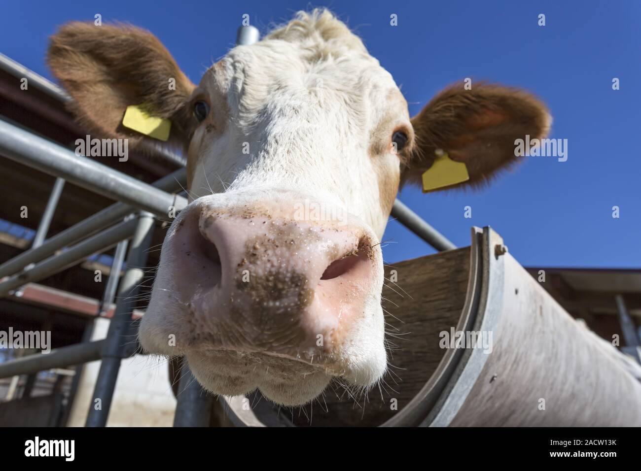 Cow portrait in front of blue sky, Bavaria Stock Photo - Alamy