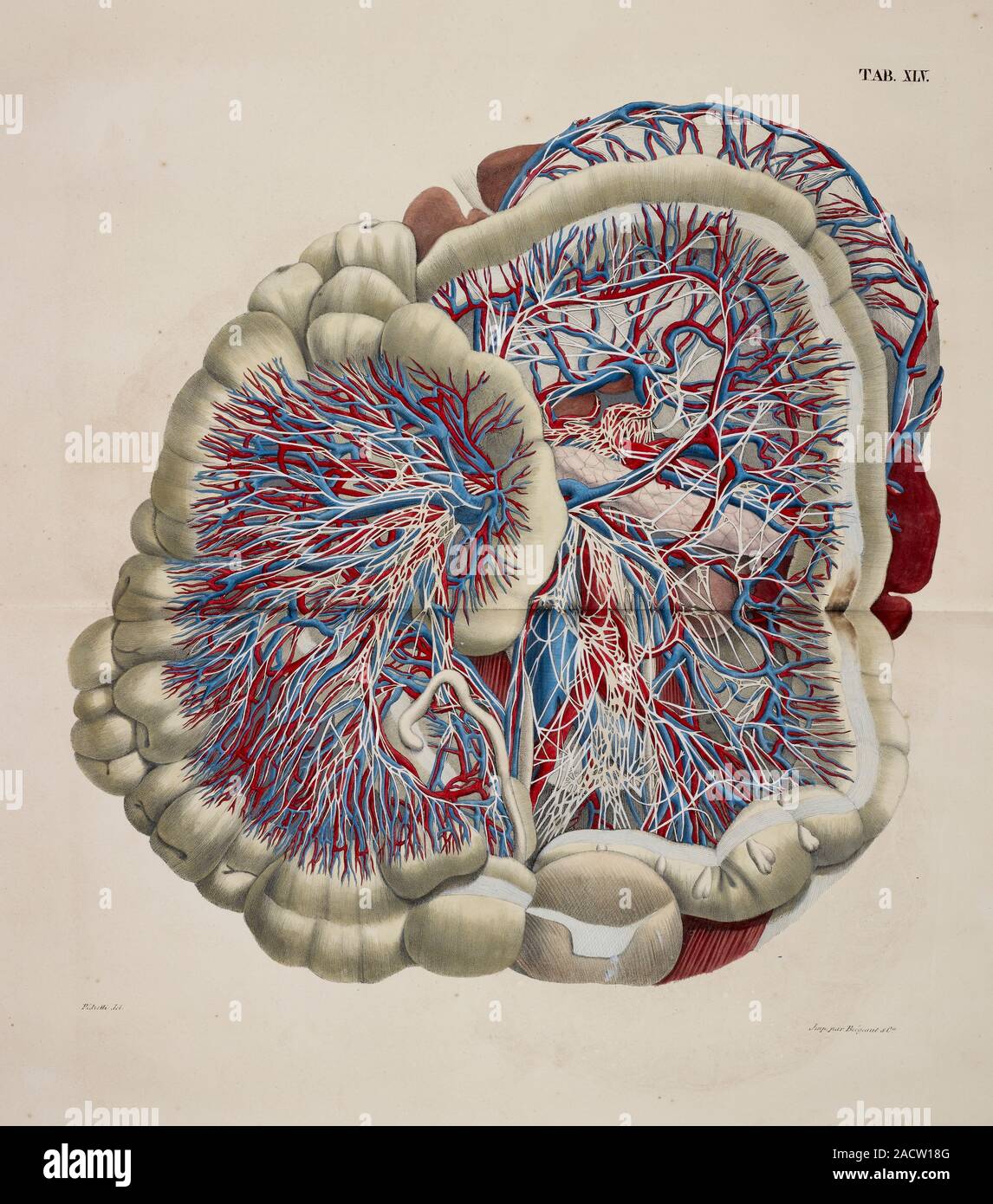Anatomical drawing, Cross section of instestines, Anatomical print of ... Biology Diagrams