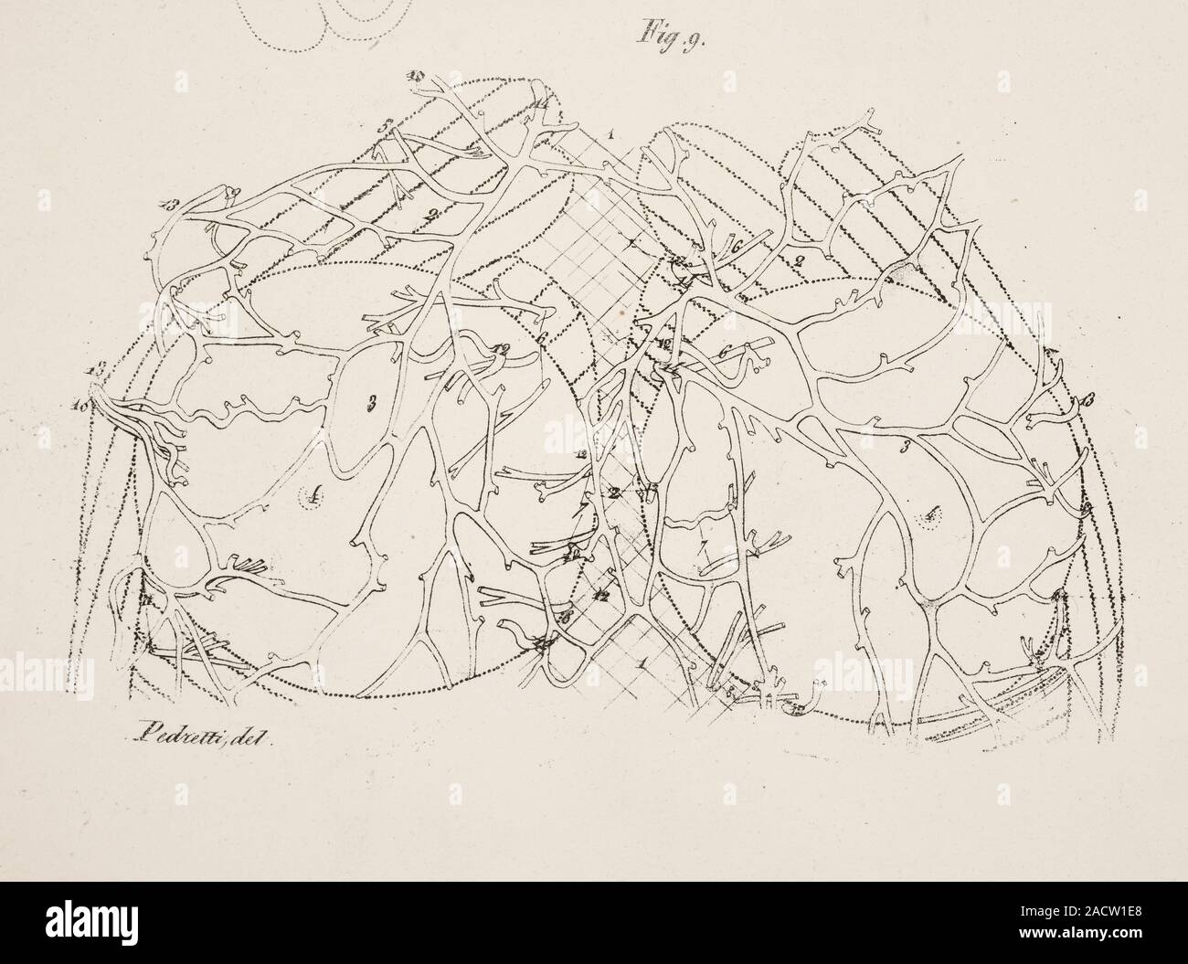 Anatomical drawing. Testicles, Anatomical print of the human body with