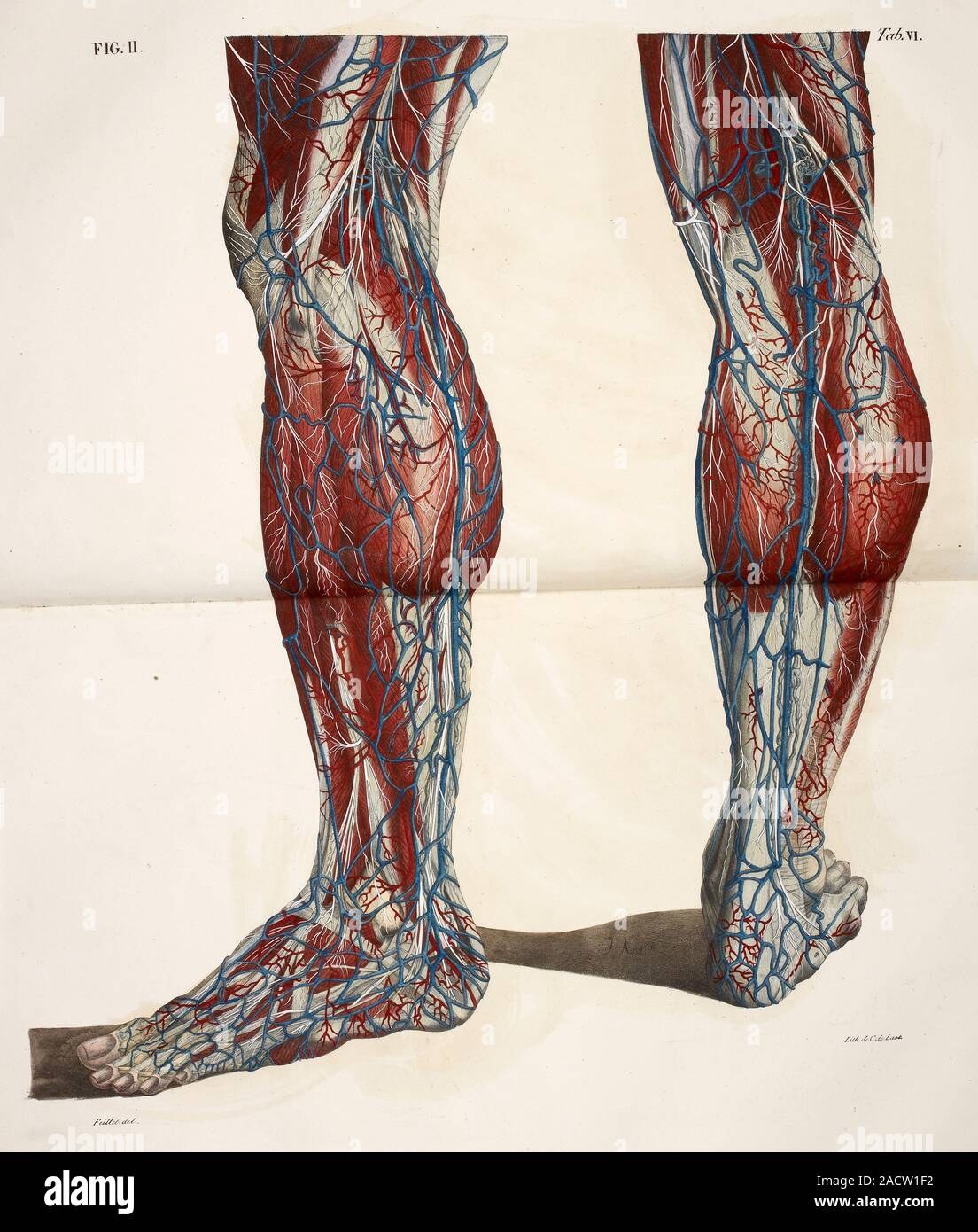 Anatomical drawing the circulatory system Back of legs, knees, calves