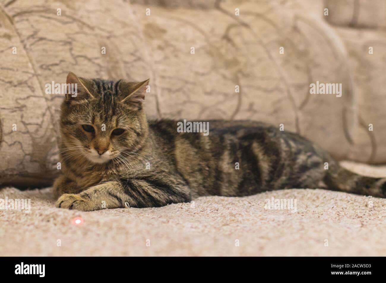 Cat lying on a sofa. Brown stripped domestic kitten. Stock Photo