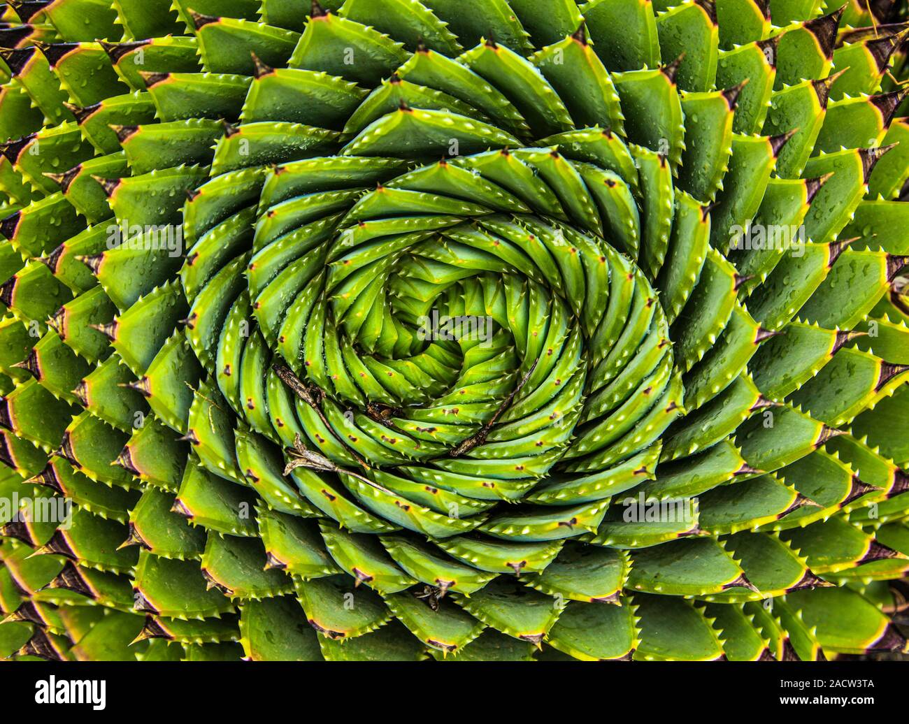Close-up image of spiral aloe cacti Stock Photo