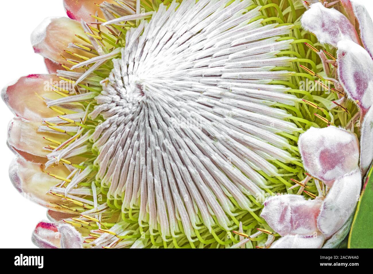 Flower of a Protea, close-up Stock Photo