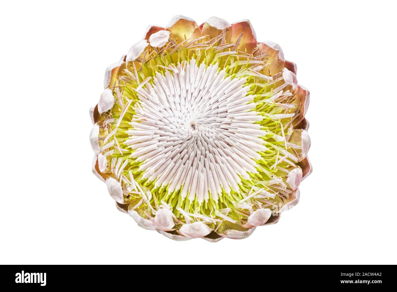 Flower of a Protea, close-up, optional Stock Photo