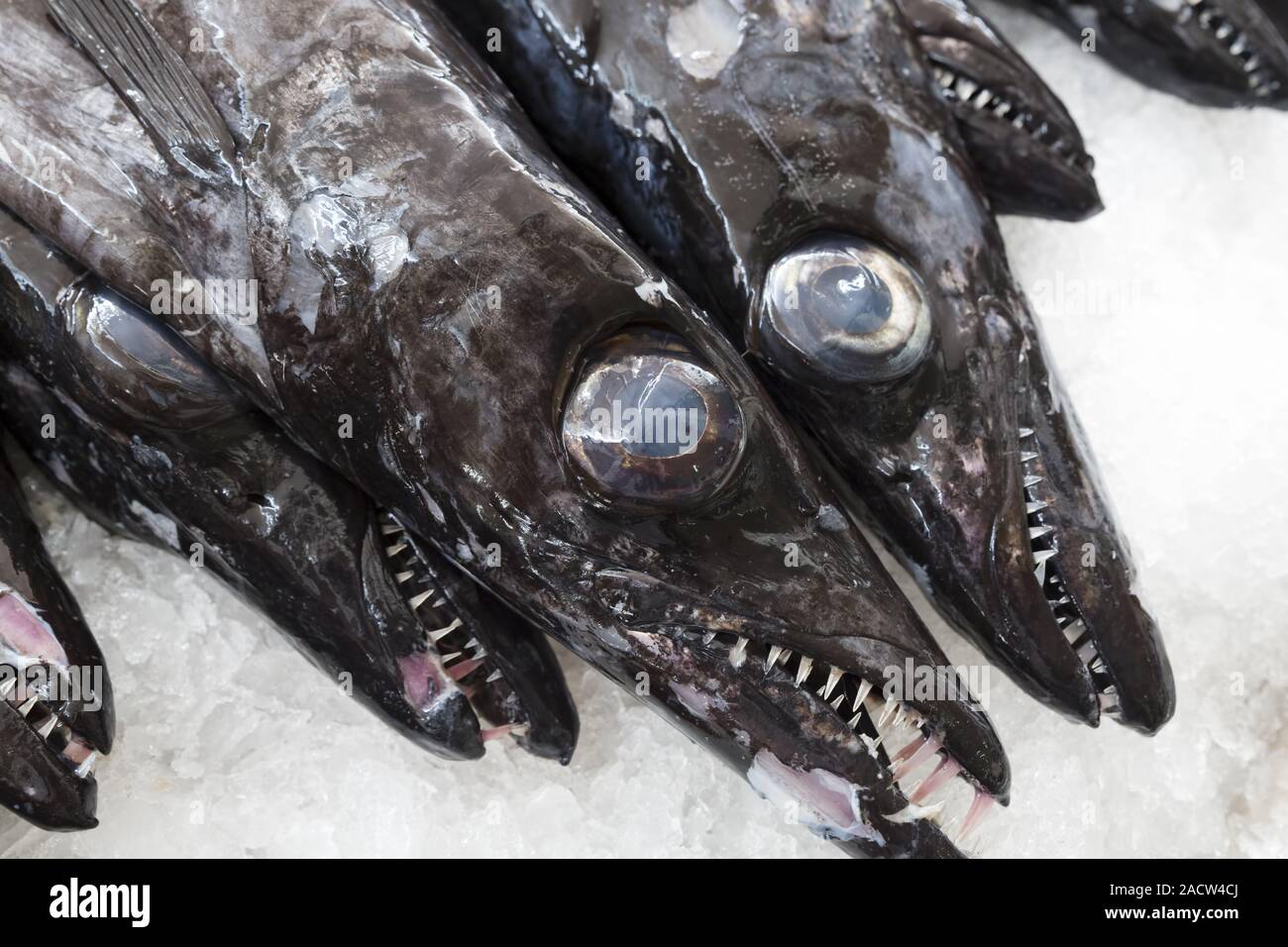 Scabbardfish or Espada on a market Stock Photo