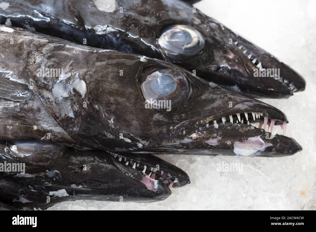 Scabbardfish or Espada on a market Stock Photo