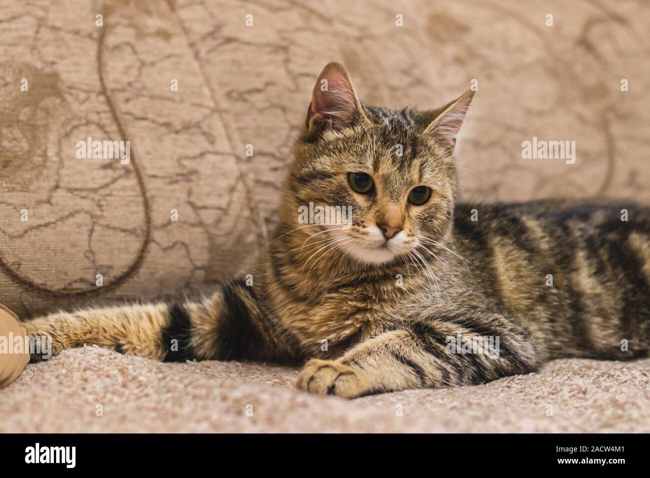 Cat lying on a sofa. Brown stripped domestic kitten. Stock Photo