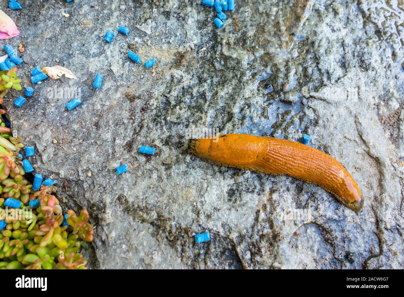 Slug with slug pellets Stock Photo