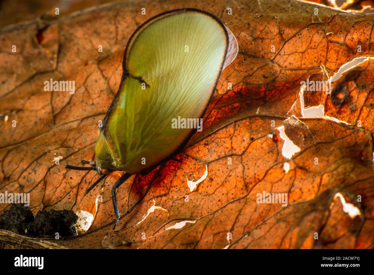Planthopper (family Flatidae) on a leaf. Planthoppers (superfamily