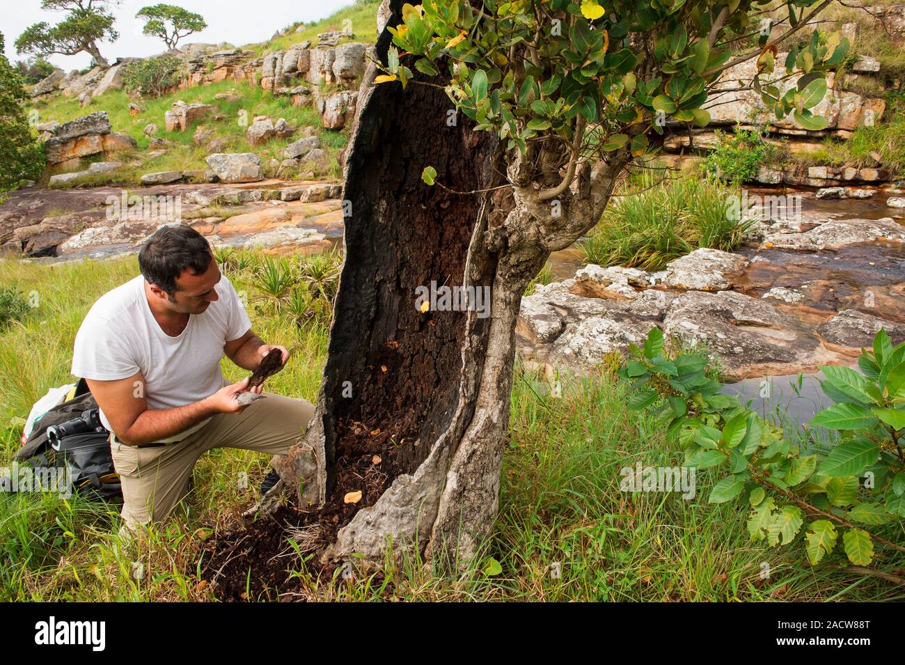 Entomology field research. Entomologist collecting insects from a tree