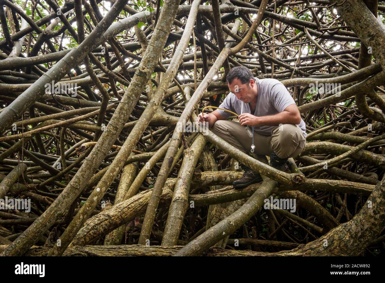 Entomology field research. Entomologist collecting insects in mangroves ...