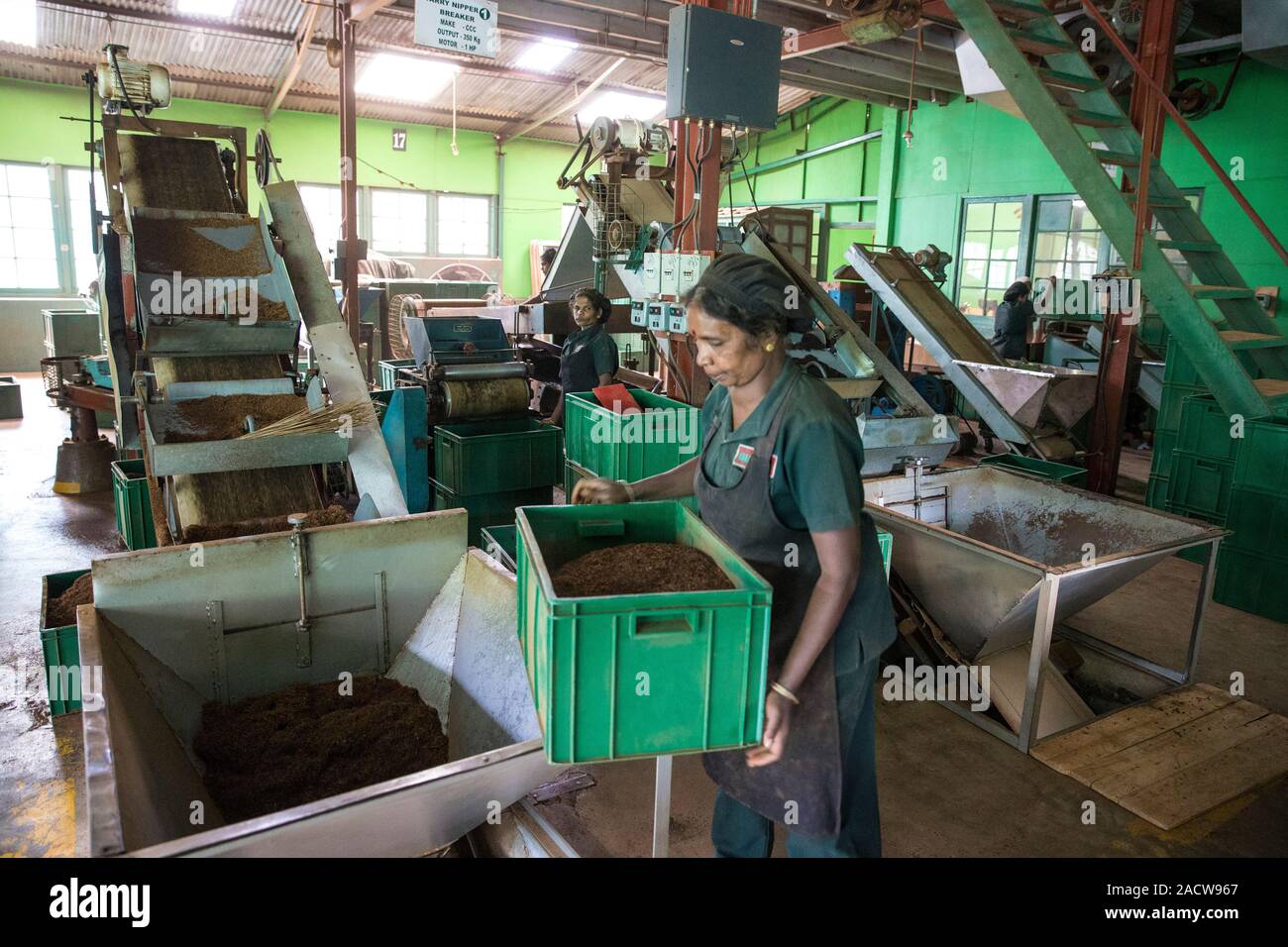 Factory Workers
Operate machines, monitor drying/oxidation, and help sort and package tea.