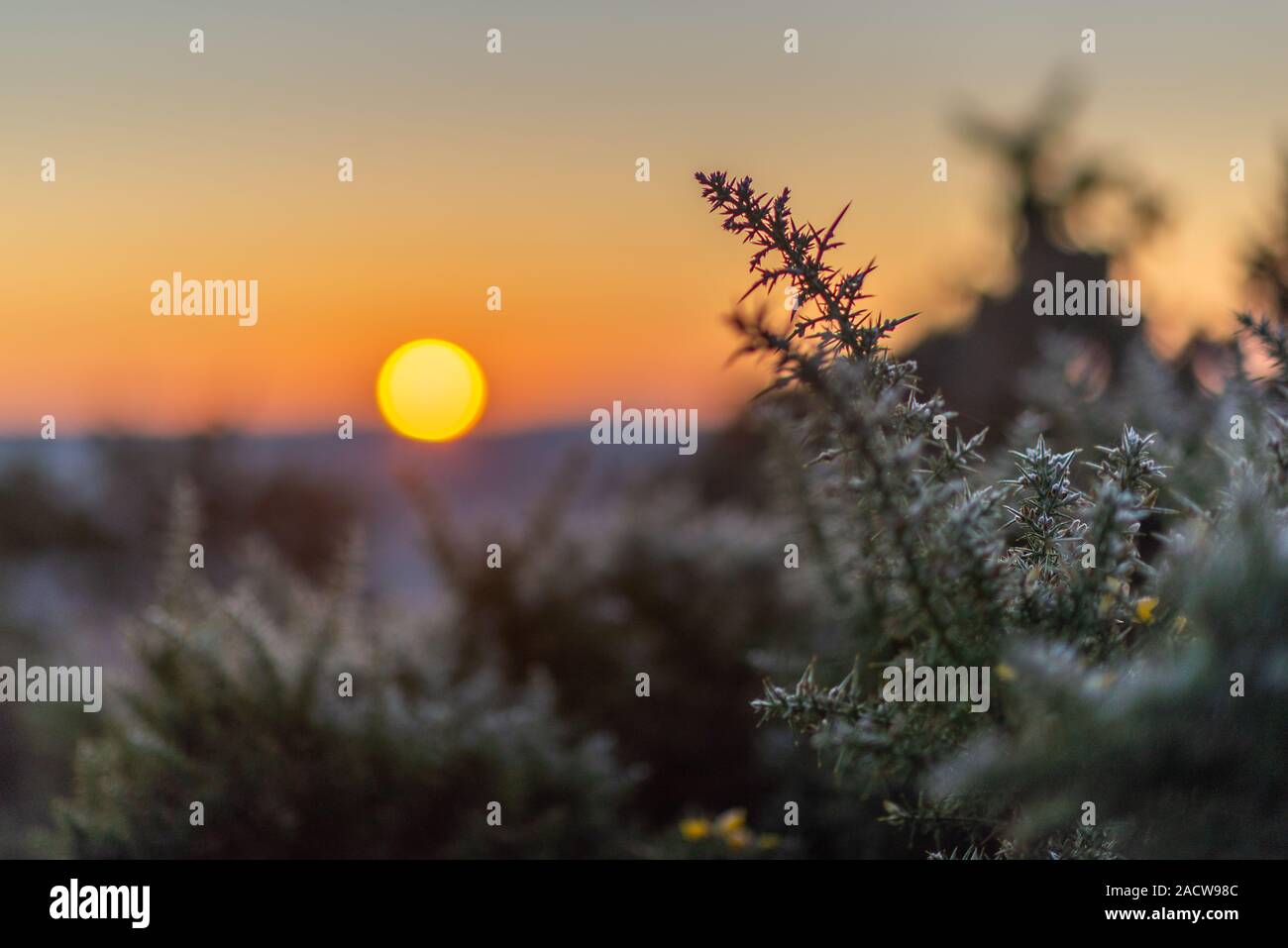Sun rising over the horizon in the background with frosty gorse bush branches in the foreground Stock Photo