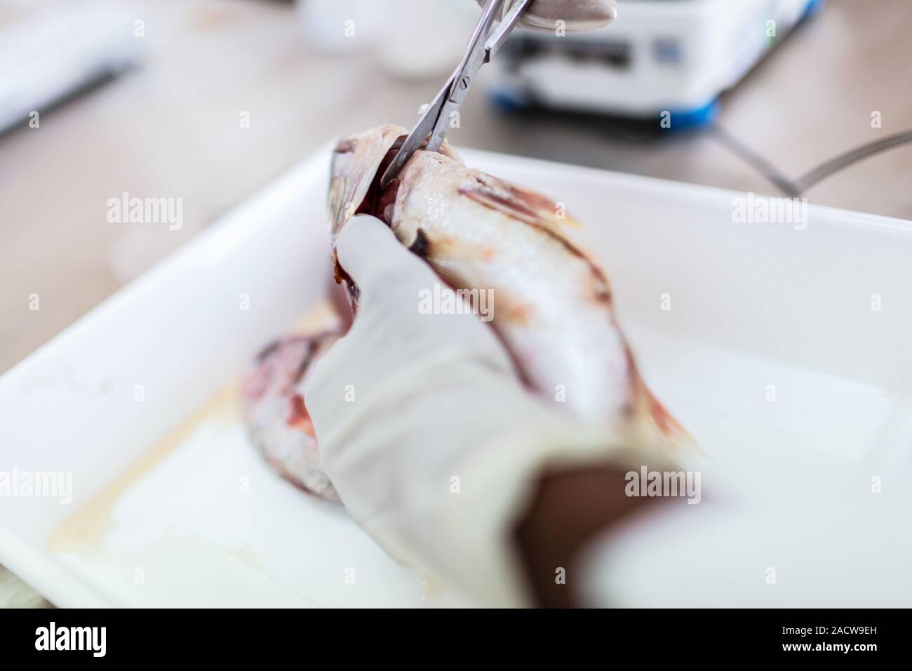 Fish to be tested in the laboratory, scissors Stock Photo - Alamy