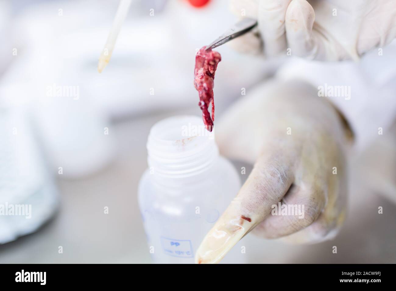 Fish processing laboratory hi-res stock photography and images - Alamy