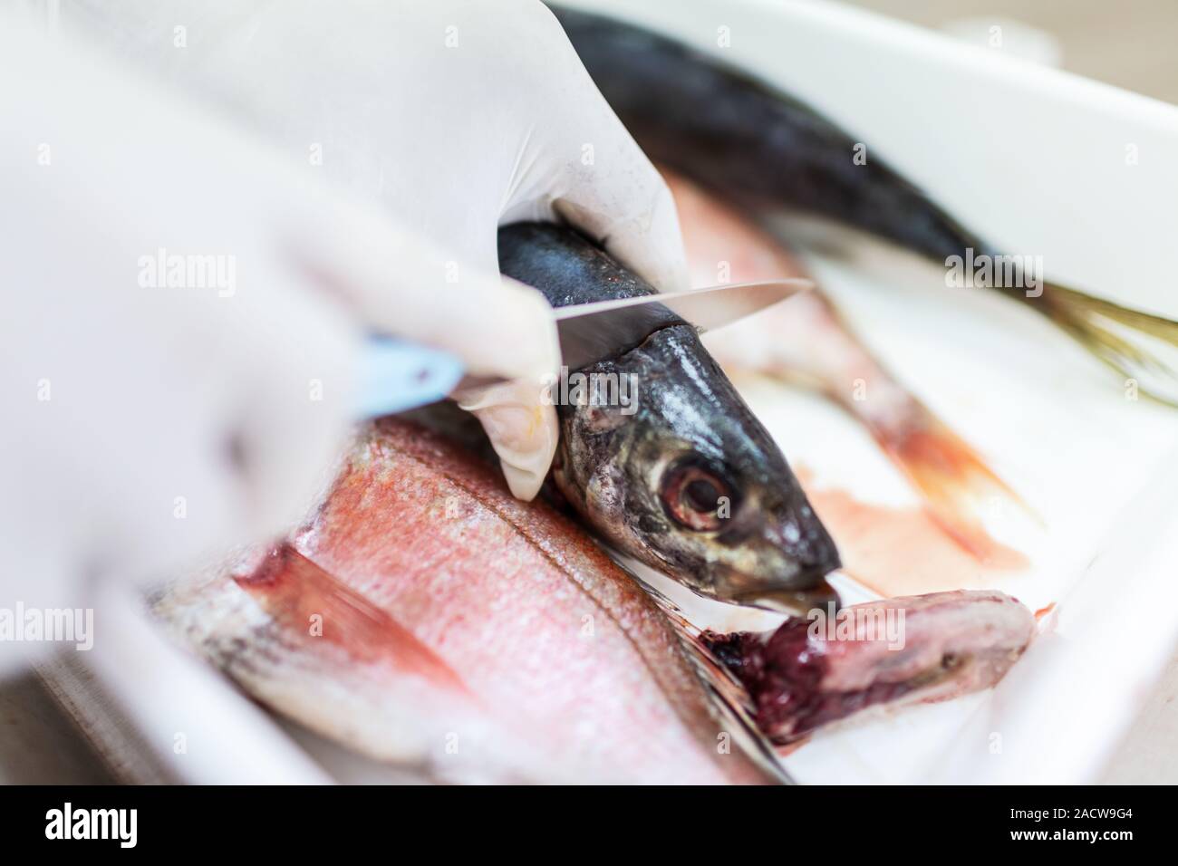 Fish to be tested in the laboratory, scissors Stock Photo - Alamy