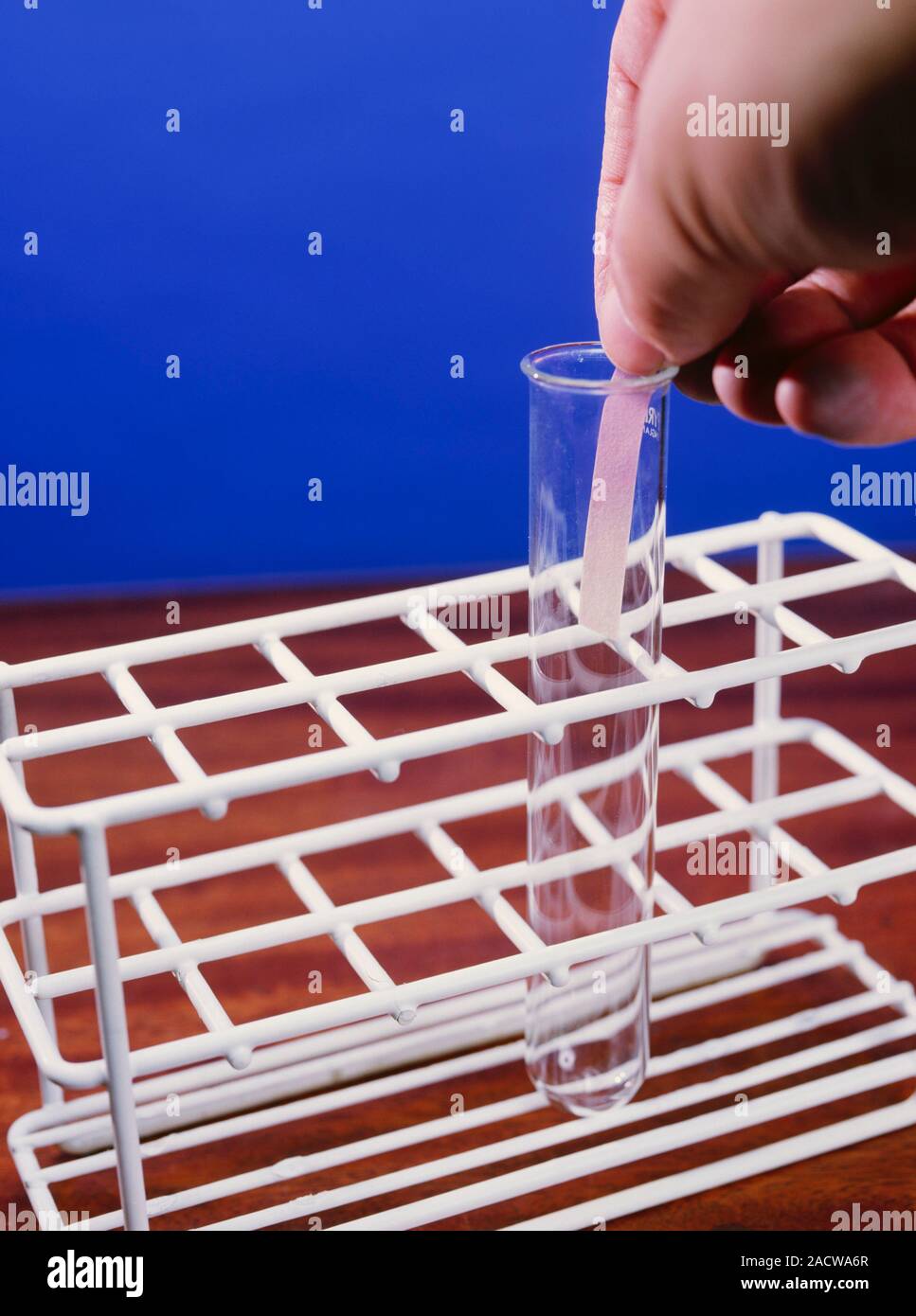 Chlorine water (hyperchlorous acid) bleaching a strip of blue litmus