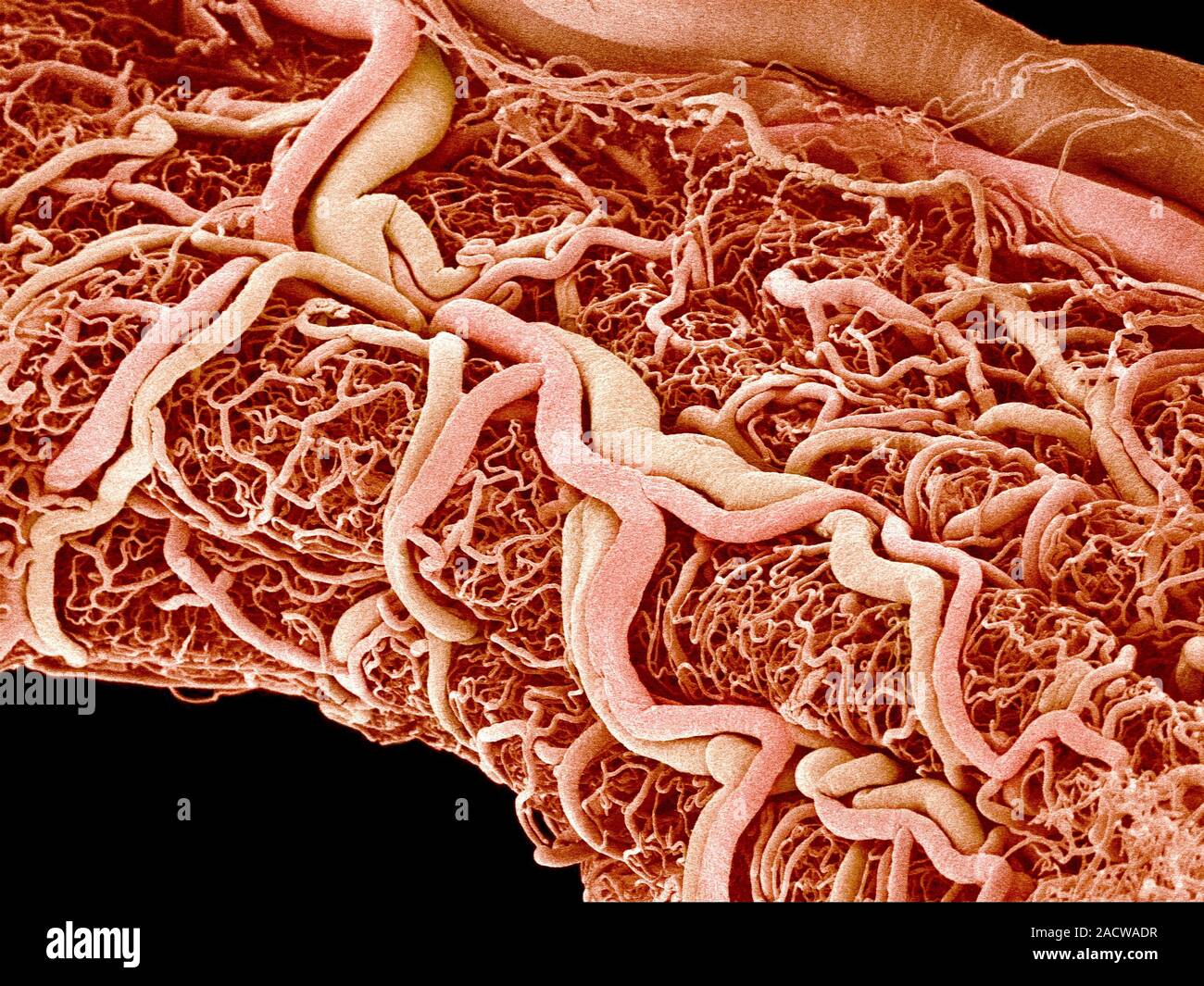 Blood Vessels Coloured Scanning Electron Micrograph Sem Of A Resin Cast Of The Blood Vessels Around The Rectum Gases And Nutrients Are Exchanged B Stock Photo Alamy