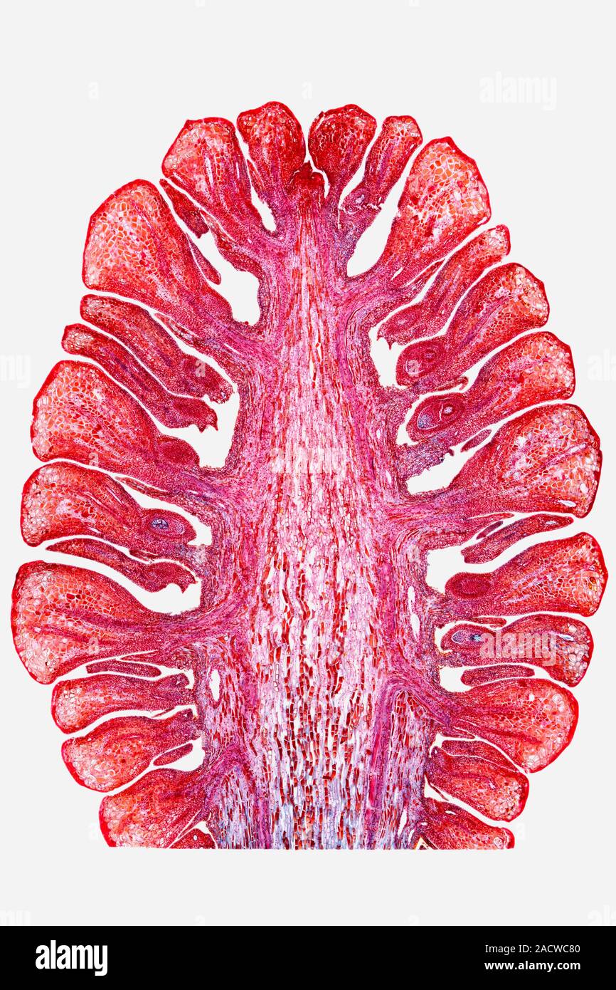 Pine cone. Light micrograph of a section through a female cone, or ...